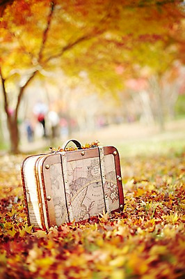 포토 JPG 주간 나무 식물 계절 백그라운드 단풍 낙엽 잎 세계지도 지도 가방 자연 단풍나무 풍경 근접촬영 사람없음 야외 아웃포커스 가을 오브젝트 국내포토 자연요소 잡화 뷰포인트 촬영기법 세계 생태계 파일형식