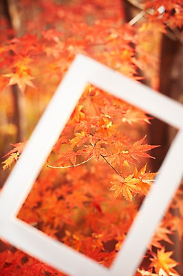포토 JPG 주간 나무 식물 계절 액자 백그라운드 단풍 잎 자연 단풍나무 프레임 사각틀 틀 풍경 근접촬영 사람없음 야외 아웃포커스 가을 나뭇가지 오브젝트 국내포토 자연요소 뷰포인트 촬영기법 사각형 생태계 파일형식