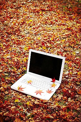 포토 JPG 주간 식물 계절 백그라운드 단풍 낙엽 잎 자연 풍경 사람없음 야외 노트북 컴퓨터 가을 오브젝트 국내포토 자연요소 전자제품 생태계 파일형식