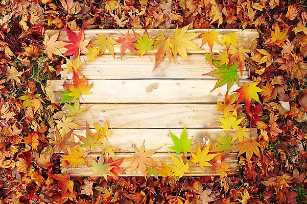 포토 JPG 주간 식물 배너 계절 백그라운드 단풍 낙엽 잎 자연 안내 사각프레임 프레임 광고판 알림판 풍경 사람없음 야외 가을 표지판 알림 오브젝트 판 국내포토 자연요소 사각형 생태계 파일형식