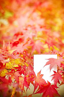 포토 JPG 주간 식물 계절 종이 백그라운드 단풍 낙엽 잎 자연 풍경 근접촬영 사람없음 야외 아웃포커스 가을 메모지 오브젝트 국내포토 자연요소 뷰포인트 촬영기법 사무용품 생태계 파일형식