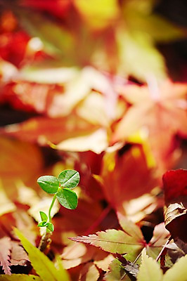 포토 JPG 주간 식물 계절 백그라운드 단풍 낙엽 잎 자연 풍경 근접촬영 사람없음 야외 아웃포커스 새싹 가을 풀 오브젝트 국내포토 자연요소 뷰포인트 촬영기법 생태계 파일형식