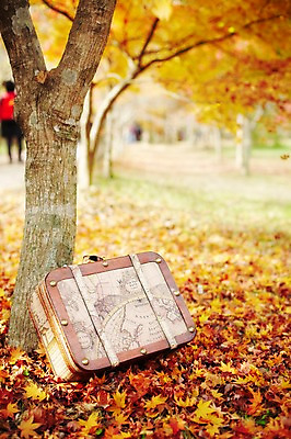 포토 JPG 주간 나무 식물 계절 백그라운드 단풍 낙엽 잎 세계지도 지도 가방 자연 단풍나무 풍경 근접촬영 사람없음 야외 아웃포커스 가을 나뭇가지 오브젝트 국내포토 자연요소 잡화 뷰포인트 촬영기법 세계 생태계 파일형식