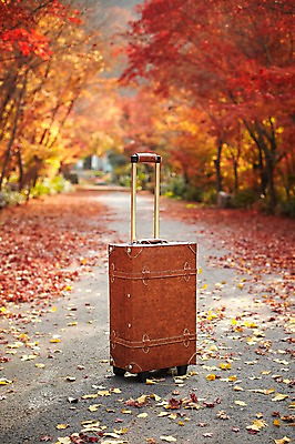 포토 JPG 주간 나무 식물 계절 길 백그라운드 단풍 낙엽 잎 가방 자연 단풍나무 풍경 근접촬영 사람없음 야외 아웃포커스 캐리어 여행가방 가을 오브젝트 국내포토 자연요소 잡화 뷰포인트 촬영기법 생태계 파일형식