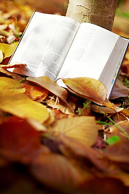 포토 JPG 주간 나무 식물 계절 백그라운드 낙엽 잎 자연 나뭇잎 풍경 근접촬영 사람없음 야외 아웃포커스 책 독서 펼침 가을 오브젝트 한권 목련 목련나무 국내포토 자연요소 1 꽃 뷰포인트 모션 촬영기법 생태계 파일형식