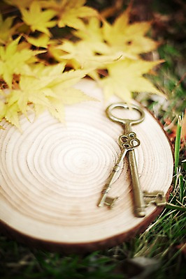 포토 JPG 주간 나무 식물 계절 백그라운드 단풍 잎 자연 열쇠 단면 풍경 근접촬영 잔디 사람없음 야외 아웃포커스 가을 풀 오브젝트 통나무 나이테 국내포토 자연요소 뷰포인트 촬영기법 생태계 파일형식