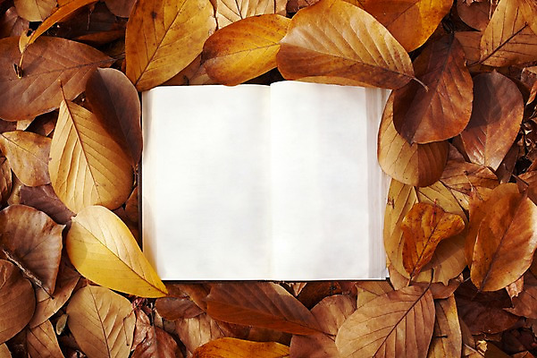 포토 JPG 주간 식물 배너 계절 백그라운드 낙엽 잎 자연 나뭇잎 안내 사각프레임 프레임 광고판 알림판 풍경 사람없음 야외 책 하이앵글 독서 펼침 가을 알림 오브젝트 한권 목련 국내포토 자연요소 1 꽃 뷰포인트 모션 사각형 생태계 판 파일형식