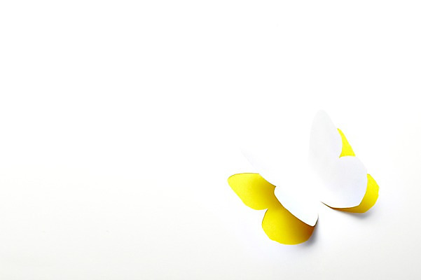 포토 JPG 스튜디오촬영 모양 동물 한마리 종이 컬러 나비 곤충 백그라운드 무늬 날개 실내 사람없음 노란색 모형 페이퍼아트 종이공예 동물모양 종이팝업 국내포토 1 내부 공예 파일형식