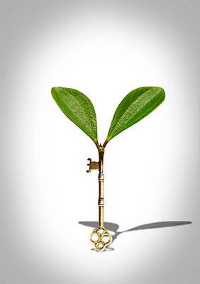 PSD 식물 편집이미지 잎 비즈니스 열쇠 안전 사람없음 새싹 잠금 보안 황금열쇠 이미지편집 파일형식