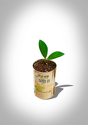 PSD 식물 편집이미지 화분 잎 지폐 돈 사람없음 금융 경제 새싹 흙 원화 풀 오만원 이미지편집 재산 파일형식