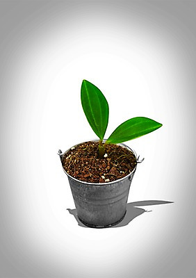 PSD 식물 편집이미지 화분 잎 통 사람없음 새싹 흙 풀 양동이 이미지편집 파일형식