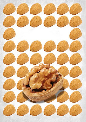 PSD 편집이미지 배너 음식 다수 식재료 단면 안내 프레임 알림판 씨앗 사람없음 쌓기 여러개 견과류 껍질 낟알 알림 슬라이스 음식전단 호두 이미지편집 식물 모션 전단 파일형식