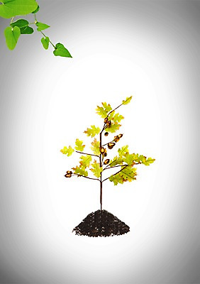 PSD 나무 식물 편집이미지 열매 잎 나뭇잎 사람없음 흙 나뭇가지 도토리 도토리나무 이미지편집 견과류 파일형식