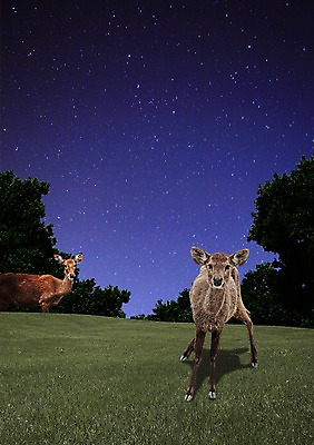 PSD 나무 식물 동물 편집이미지 별 야생동물 두마리 포유류 자연 밤하늘 하늘 초식동물 사슴 잔디 초원 사람없음 야외 야간 저녁 숲 이미지편집 자연요소 2 생태계 파일형식