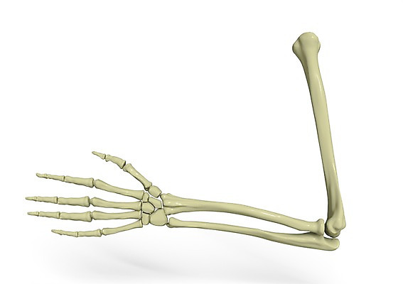PSD 편집이미지 손 손가락 의학 인체모형 뼈 사람없음 신체부위 그래픽 치료 3D소스 3D 장기 근골격기관 분석 입체 팔 편집소스 편집3D 컨셉 신체 사람 모형 장기_의학 디지털합성 파일형식