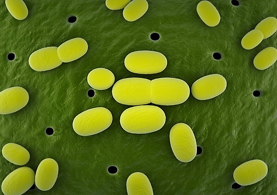 모양 PSD 편집이미지 의학 세포 사람없음 그래픽 치료 노란색 3D소스 3D 조직 바이러스 확대 질병 분석 입체 감염 미생물 박테리아 둥근모양 편집소스 편집3D 컬러 컨셉 생물 디지털합성 파일형식
