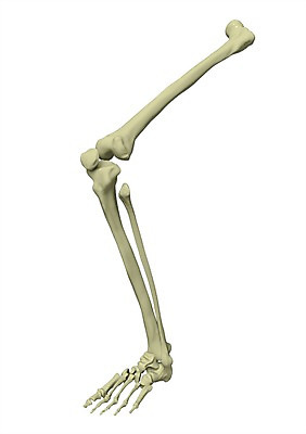 PSD 편집이미지 의학 인체모형 발 뼈 골격 사람없음 신체부위 그래픽 치료 3D소스 3D 하반신 다리 분석 입체 관절 무릎 발가락 발목 편집소스 편집3D 컨셉 사람 모형 디지털합성 파일형식