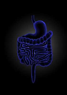 PSD 편집이미지 해부 의학 인체모형 투시 사람없음 신체부위 그래픽 치료 3D소스 3D 내장 창자 소화기관 시장 장 장기 분석 입체 대장 소장 위장 편집소스 편집3D 컨셉 신체 사람 모형 장기_의학 디지털합성 파일형식