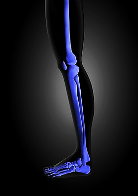 PSD 편집이미지 해부 의학 인체모형 투시 발 뼈 골격 사람없음 신체부위 그래픽 치료 3D소스 3D 하반신 다리 분석 입체 관절 무릎 발가락 발목 편집소스 편집3D 컨셉 사람 모형 디지털합성 파일형식