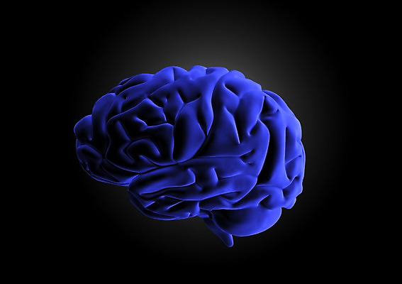 PSD 편집이미지 해부 의학 인체모형 투시 사람없음 신체부위 그래픽 치료 3D소스 3D 장기 분석 입체 두뇌 뇌 신경기관 편집소스 편집3D 컨셉 신체 사람 모형 장기_의학 디지털합성 파일형식