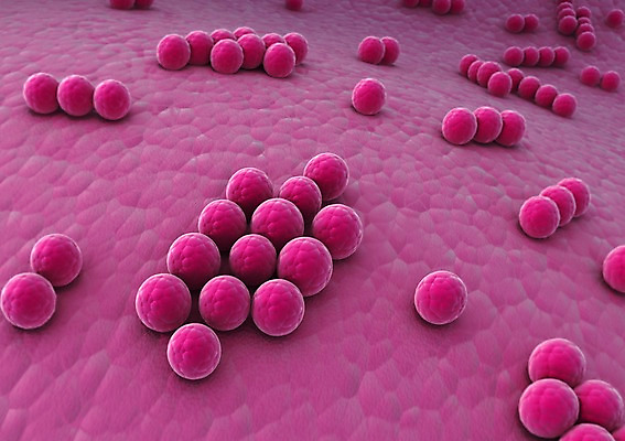 모양 PSD 편집이미지 분홍색 의학 세포 사람없음 그래픽 치료 3D소스 3D 조직 바이러스 확대 질병 분석 입체 감염 미생물 박테리아 둥근모양 편집소스 편집3D 컬러 컨셉 생물 디지털합성 파일형식