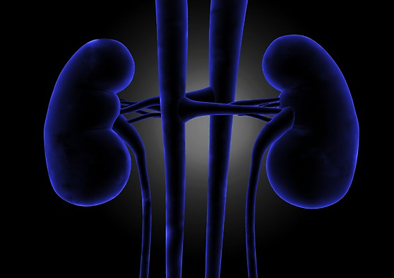 PSD 편집이미지 해부 의학 인체모형 투시 사람없음 신체부위 그래픽 치료 3D소스 3D 내장 신장 비뇨기관 장기 분석 입체 편집소스 편집3D 컨셉 신체 사람 모형 장기_의학 디지털합성 파일형식