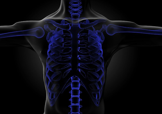 PSD 편집이미지 해부 의학 인체모형 투시 뼈 골격 등뼈 상반신 사람없음 신체부위 그래픽 치료 3D소스 3D 가슴 척추 분석 입체 어깨 팔 갈비뼈 쇄골 편집소스 편집3D 컨셉 사람 모형 디지털합성 파일형식