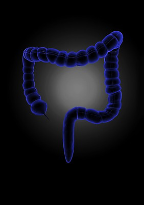 PSD 편집이미지 해부 의학 인체모형 투시 사람없음 신체부위 그래픽 치료 3D소스 3D 내장 창자 소화기관 장 장기 분석 입체 대장 편집소스 편집3D 컨셉 신체 사람 모형 장기_의학 디지털합성 파일형식