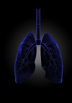 PSD 편집이미지 해부 의학 인체모형 투시 사람없음 신체부위 그래픽 치료 3D소스 3D 내장 허파 호흡기관 호흡 장기 분석 입체 편집소스 편집3D 컨셉 신체 사람 모형 장기_의학 디지털합성 파일형식