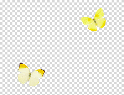 동물 편집 편집이미지 컬러 나비 곤충 두마리 절지류 날개 사람없음 노란색 더듬이 PNG 편집소스 2 파일형식