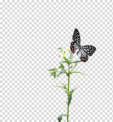 식물 동물 편집 편집이미지 꽃 컬러 나비 곤충 절지류 자연 사람없음 흰색 호랑나비 PNG 편집소스 생태계 파일형식