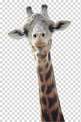 동물 편집 편집이미지 척추동물 한마리 얼굴 야생동물 포유류 초식동물 사람없음 머리 혀 기린 목 PNG 편집소스 1 신체부위 입 파일형식