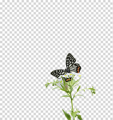 식물 동물 편집 편집이미지 한마리 꽃 나비 곤충 무늬 절지류 자연 사람없음 호랑나비 PNG 편집소스 1 생태계 파일형식