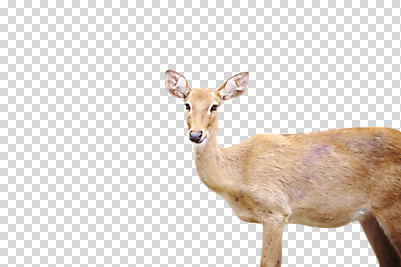 동물 편집 편집이미지 척추동물 한마리 야생동물 포유류 초식동물 사슴 사람없음 PNG 편집소스 1 파일형식