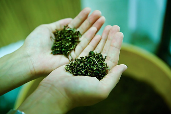 포토 JPG 해외 손 아시아 건조 실내 들기 아웃포커스 신체부위 양손 비교 약초 대만 확인 검사_조사 차잎 국내포토 나라 컨셉 잎 모션 촬영기법 사람 내부 풀_식물 파일형식