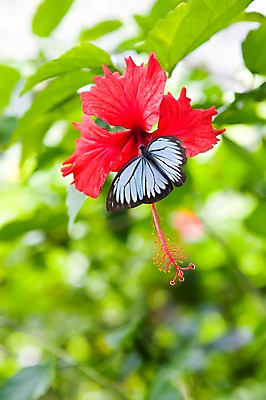 포토 JPG 주간 식물 동물 해외풍경 해외 꽃 아시아 컬러 나비 곤충 백그라운드 잎 한송이 자연 나뭇잎 풍경 근접촬영 사람없음 야외 아웃포커스 빨간색 동남아시아 말레이시아 코타키나발루 국내포토 자연요소 1 나라 뷰포인트 촬영기법 생태계 송이 파일형식