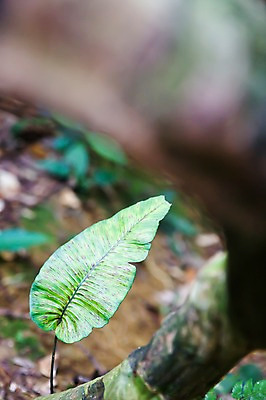 포토 JPG 주간 식물 해외풍경 해외 아시아 백그라운드 잎 자연 나뭇잎 풍경 근접촬영 사람없음 야외 아웃포커스 동남아시아 말레이시아 코타키나발루 국내포토 자연요소 나라 뷰포인트 촬영기법 생태계 파일형식