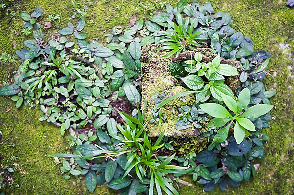 포토 JPG 주간 식물 해외풍경 해외 아시아 백그라운드 잎 자연 나뭇잎 이끼 풍경 근접촬영 사람없음 야외 아웃포커스 동남아시아 흙 풀 생태계 말레이시아 코타키나발루 국내포토 자연요소 나라 뷰포인트 촬영기법 파일형식