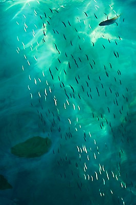 포토 JPG 주간 동물 해외풍경 해외 아시아 바다 다수 백그라운드 여러마리 자연 어류 풍경 사람없음 야외 물 바닷속 수중 동남아시아 수중동물 열대어 말레이시아 코타키나발루 수중사진 국내포토 자연요소 나라 생태계 파일형식