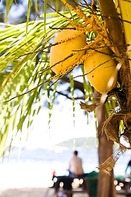 포토 JPG 주간 나무 식물 해외풍경 해외 열매 아시아 과일 자연 한명 앉기 풍경 근접촬영 상반신 해변 야외 뒷모습 아웃포커스 동남아시아 열대과일 코코넛 말레이시아 코타키나발루 국내포토 자연요소 1 나라 바다 뷰포인트 모션 촬영기법 사람 생태계 파일형식