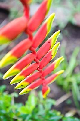포토 JPG 주간 식물 동물 해외풍경 해외 꽃 아시아 컬러 곤충 백그라운드 여러마리 자연 풍경 근접촬영 사람없음 야외 아웃포커스 빨간색 동남아시아 벌레 개미 말레이시아 코타키나발루 국내포토 자연요소 나라 뷰포인트 다수 촬영기법 생태계 파일형식