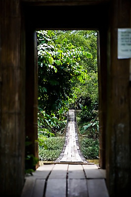 포토 JPG 주간 나무 식물 해외풍경 해외 시설물 건축물 건축 아시아 자연 풍경 사람없음 야외 아웃포커스 문 동남아시아 숲 말레이시아 구름다리 코타키나발루 흔들다리 가교 국내포토 자연요소 나라 촬영기법 다리_건축물 생태계 파일형식