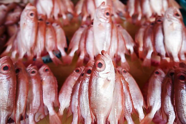 포토 JPG 주간 동물 해외풍경 해외 아시아 백그라운드 여러마리 어류 사람없음 야외 아웃포커스 쌓기 동남아시아 말레이시아 가판대 어시장 코타키나발루 국내포토 자연요소 나라 다수 모션 촬영기법 풍경 수중동물 시장 파일형식