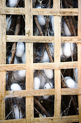 포토 JPG 주간 나무 해외풍경 아시아 백그라운드 틀 풍경 사람없음 야외 나뭇가지 나무틀 베트남 누에 호이안 국내포토 자연요소 식물 해외 나라 동남아시아 파일형식