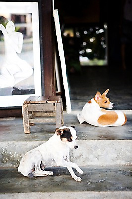 포토 JPG 주간 동물 해외풍경 건축물 아시아 액자 두마리 의자 풍경 사람없음 야외 건물 반려동물 개 강아지 베트남 반려 호이안 국내포토 자연요소 해외 건축 나라 가구 2 포유류 동남아시아 파일형식