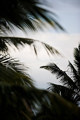 포토 JPG 주간 나무 식물 해외풍경 해외 아시아 백그라운드 잎 자연 풍경 사람없음 야외 아웃포커스 야자수 동남아시아 베트남 야자수잎 국내포토 자연요소 나라 촬영기법 생태계 파일형식