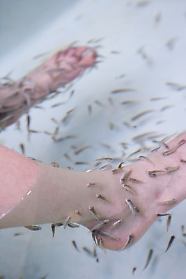 포토 JPG 동물 해외 아시아 여러마리 발 수영장 어류 사람 야외 신체부위 치료 물 수중동물 싱가폴 닥터피쉬 국내포토 자연요소 나라 다수 의학 파일형식