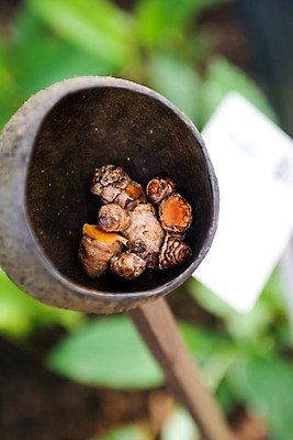 포토 JPG 주간 해외 아시아 잎 식재료 재료 사람없음 야외 아웃포커스 숲 향신료 담기 뿌리 바가지 싱가폴 국내포토 자연요소 식물 나라 모션 촬영기법 향미료 파일형식