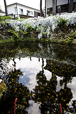 포토 JPG 주간 나무 해외풍경 해외 꽃 아시아 주택 돌담 풍경 사람없음 야외 건물 물 반사 일본 흰색 연못 웅덩이 아키타 국내포토 자연요소 식물 건축물 나라 컬러 담장 돌_바위 파일형식