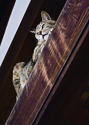 포토 JPG 주간 동물 한마리 해외풍경 해외 아시아 로우앵글 고건축 주택 풍경 사람없음 야외 마을 일본 고양이 기둥 도쿄 긴자 동물라이프 반려 야나카 국내포토 자연요소 1 라이프스타일 건축물 건축 나라 뷰포인트 포유류 건물 반려동물 파일형식